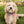 Foyer Floral - Dog Collar Bow Ties & Bows