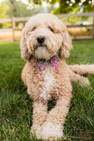 Foyer Floral - Dog Collar Bow Ties & Bows