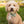 Gran's House - Dog Collar Bow Ties & Bows