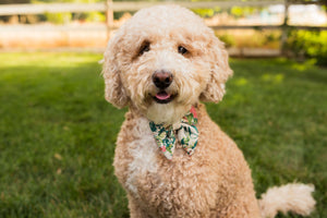 Gran's House - Dog Collar Bow Ties & Bows