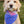 Wonder Floral & Whimsy Plaid 2-in-1 - Dog Bandana