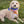 Whimsy Plaid & Wonder Floral 2-in-1 - Dog Bandana