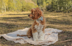 Blooming - Dog Collar Bow Ties & Bows