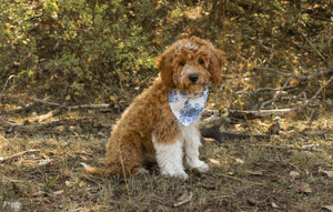 Cape Cod Floral & Robin Egg Stripe 2-in-1 - Dog Bandana