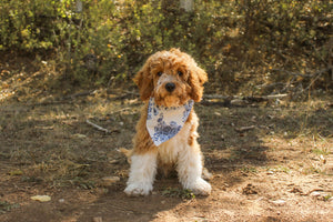 Cape Cod Floral & Robin Egg Stripe 2-in-1 - Dog Bandana