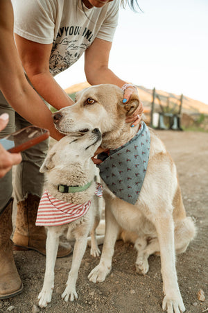 Full Throttle - Dog Bandana
