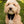 Men in Black - Dog Collar Bow Ties & Bows