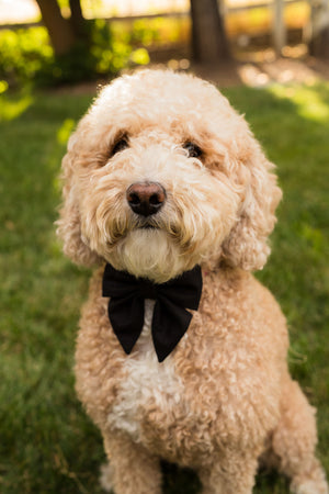 Men in Black - Dog Collar Bow Ties & Bows