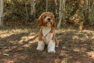 Pistachio Stripe - Dog Bandana