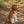 Plymouth - Dog Collar Bow Ties & Bows