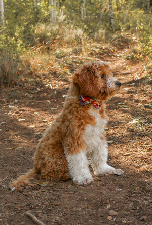 Plymouth - Dog Collar Bow Ties & Bows