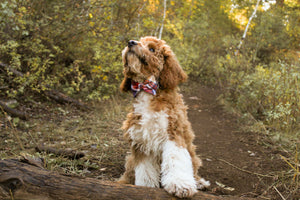 Plymouth - Dog Collar Bow Ties & Bows