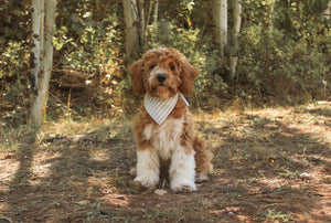 Robin Egg Stripe - Dog Bandana
