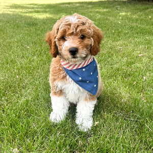 Star Spangler - Dog Bandana